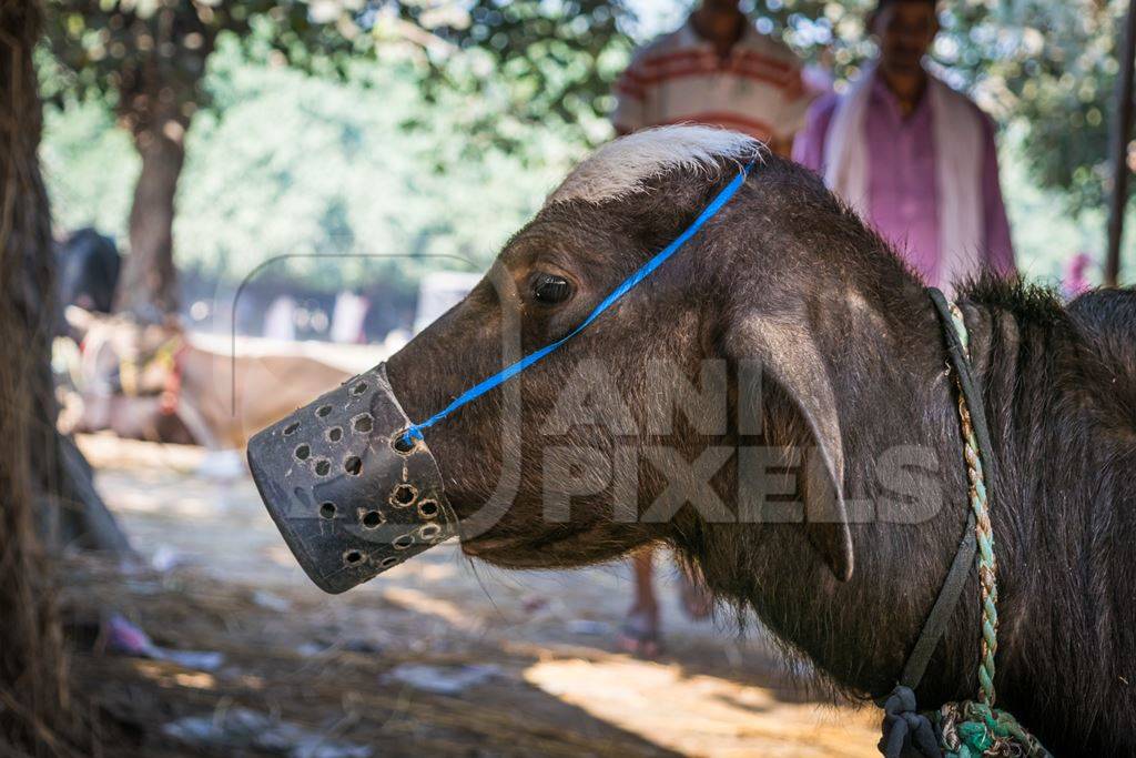 Small baby buffalo calf with mouthblock on to prevent calf suckling