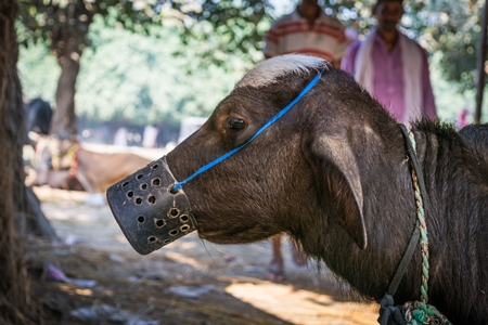 Small baby buffalo calf with mouthblock on to prevent calf suckling