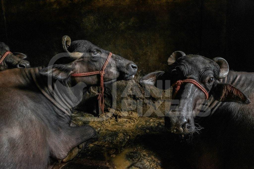 Farmed Indian buffaloes in an urban dairy tied up in dirty conditions in an underground basement, Maharashtra, India, 2017