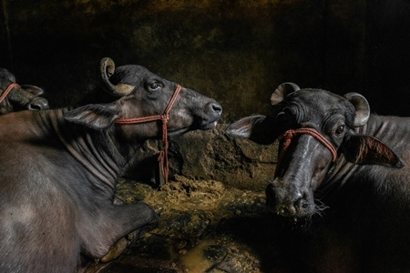 Farmed Indian buffaloes in an urban dairy tied up in dirty conditions in an underground basement, Maharashtra, India, 2017