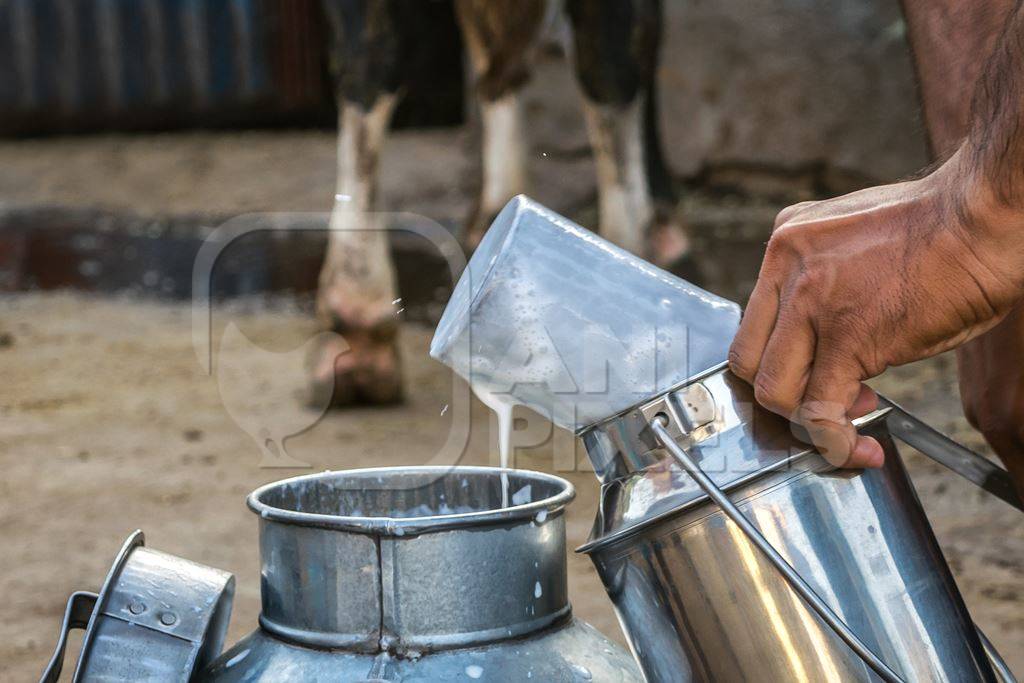Man pouring dairy milk into a metal dairy can or bucket in an urban dairy in Pune in Maharashtra