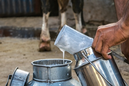 Man pouring dairy milk into a metal dairy can or bucket in an urban dairy in Pune in Maharashtra