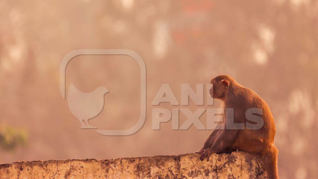 Photo of one Indian macaque monkey sitting on wall in India