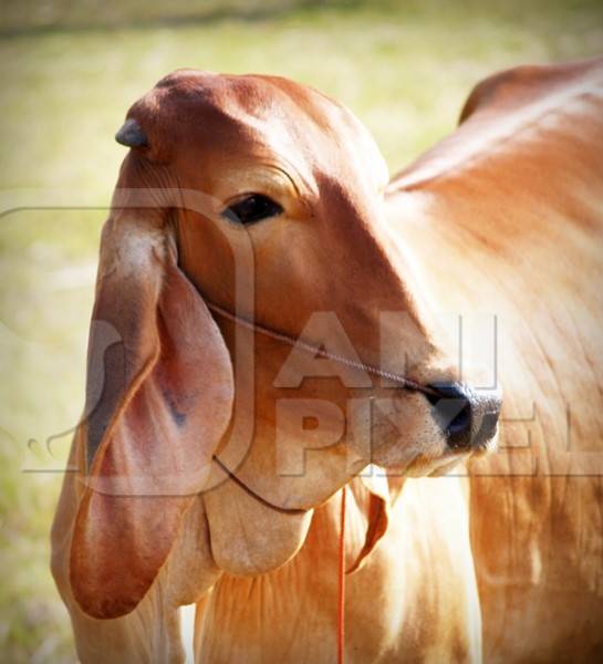 Brown brahmin cow with rope through nose looking sideways