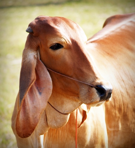 Brown brahmin cow with rope through nose looking sideways