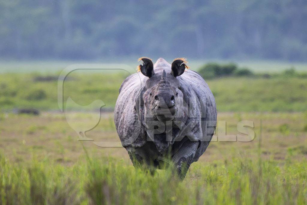 One-horned Indian rhino at Kaziranga National Park, Assam