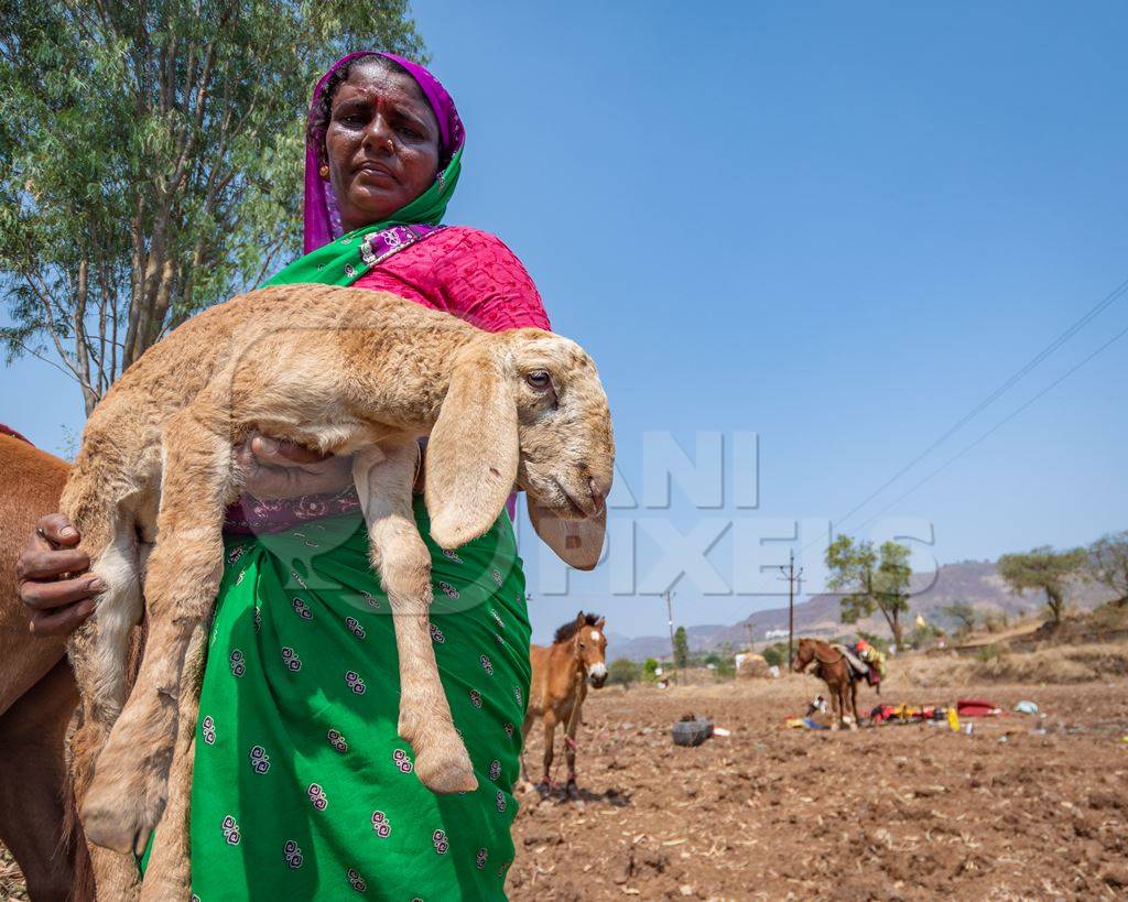 Indian nomad lady carrying baby sheep or lamb in a field in rural Maharashtra, India