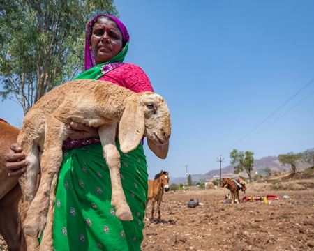 Indian nomad lady carrying baby sheep or lamb in a field in rural Maharashtra, India