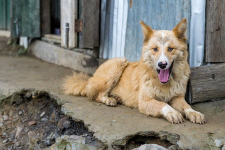 Fluffy orange Indian street or stray dog in the rural mountains of Nagaland in the Northeast of India