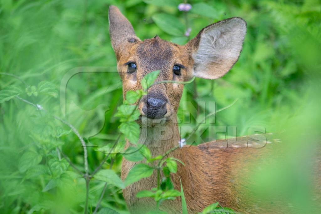 Small brown hog deer in green vegetation at Kaziranga National Park