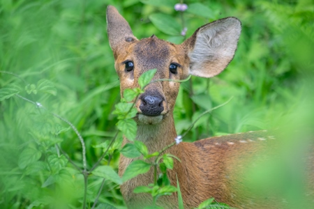 Small brown hog deer in green vegetation at Kaziranga National Park