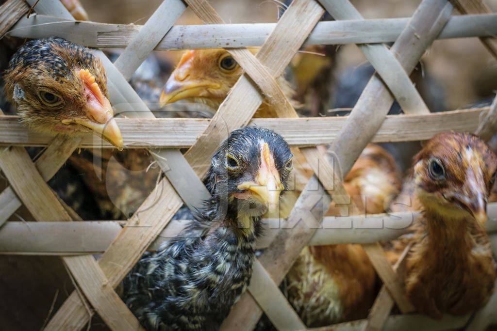 Chickens on sale in bamboo woven baskets in a  rural town