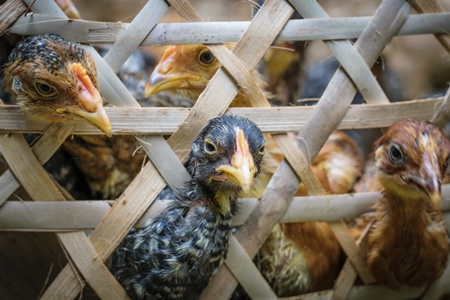 Chickens on sale in bamboo woven baskets in a  rural town