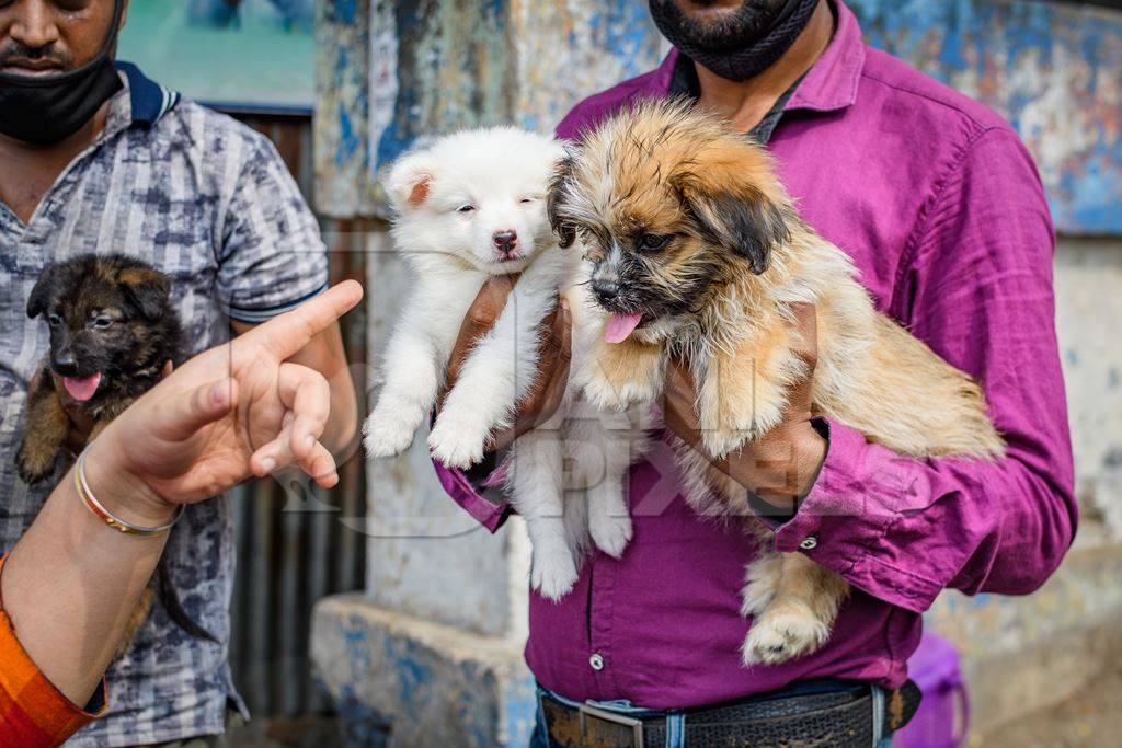 Pedigree or breed puppy dogs held up by dog sellers on the street at Galiff Street pet market, Kolkata, India, 2022