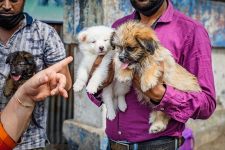 Pedigree or breed puppy dogs held up by dog sellers on the street at Galiff Street pet market, Kolkata, India, 2022