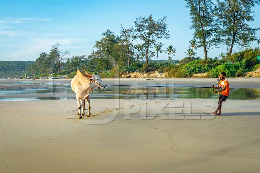 Large bullock or bull on the beach with two men in Goa, India