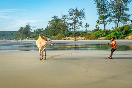 Large bullock or bull on the beach with two men in Goa, India