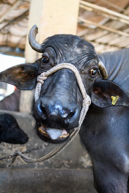 Farmed Indian buffalo with nose rope on an urban dairy farm or tabela, Aarey milk colony, Mumbai, India, 2023