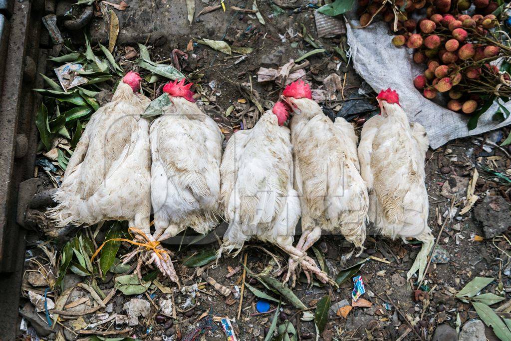 Bunches of white broiler chickens tied up and on sale at a market