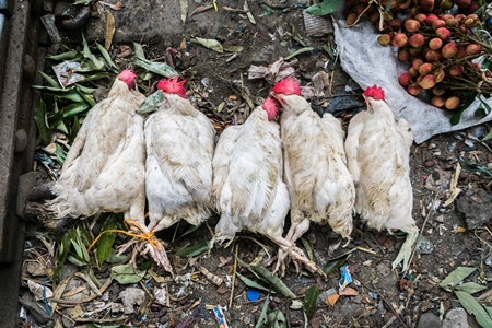 Bunches of white broiler chickens tied up and on sale at a market