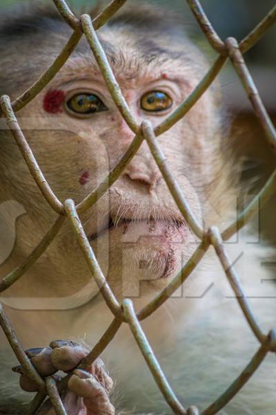 Sad macaque monkey with skin condition looking through fence of cage of Mumbai zoo