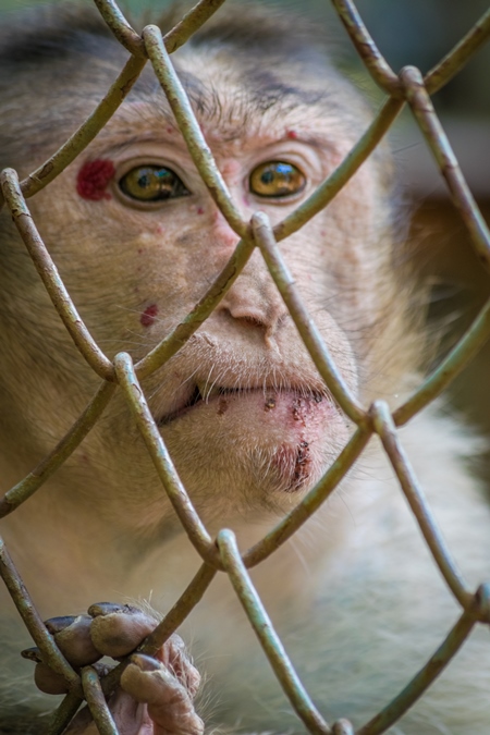 Sad macaque monkey with skin condition looking through fence of cage of Mumbai zoo