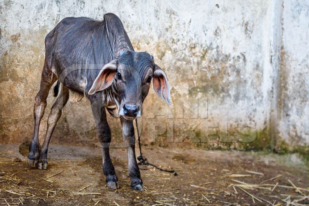 Indian brahman cow calf tied up on an urban dairy farm or tabela, Aarey milk colony, Mumbai, India, 2023