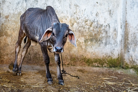 Indian brahman cow calf tied up on an urban dairy farm or tabela, Aarey milk colony, Mumbai, India, 2023