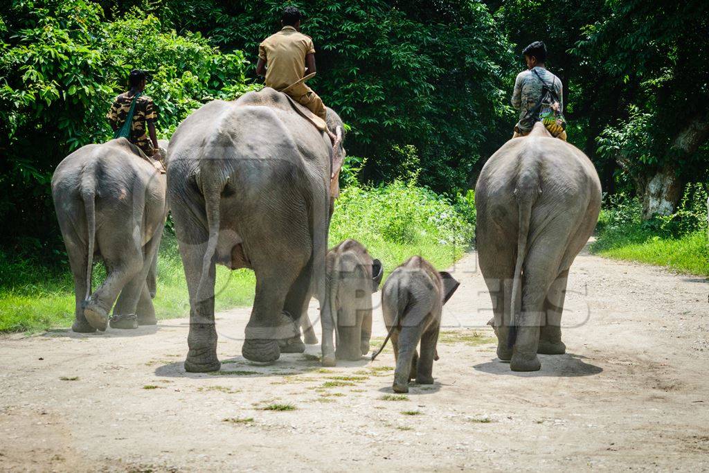 Elephants used for tourist elephant safari rides in Kaziranga National Park