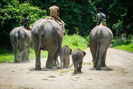 Elephants used for tourist elephant safari rides in Kaziranga National Park