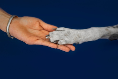 Person or human holding paw of cute pet dog in hand with blue background