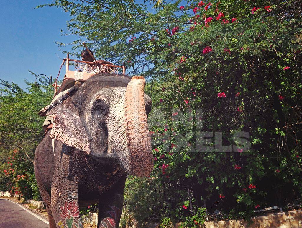 Man riding painted elephant in front of green trees