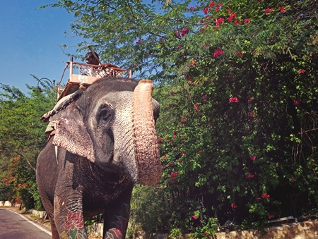 Man riding painted elephant in front of green trees