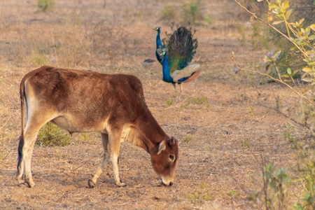 Indian cow and wild peacock birds in a field in the rural countryside of the Bishnoi villages in Rajasthan in India