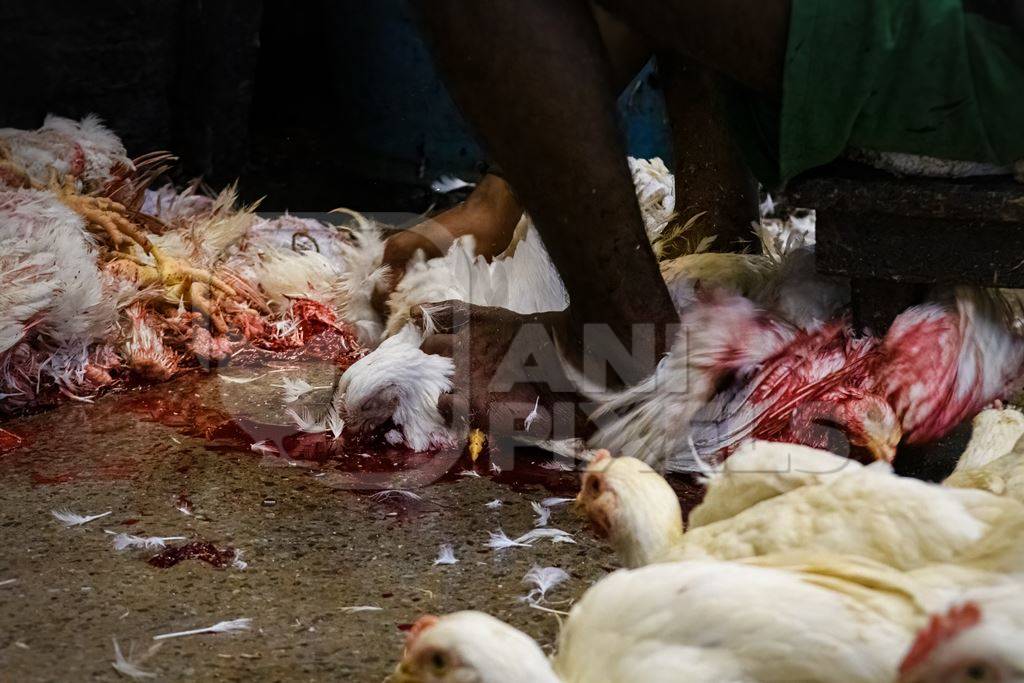 Slaughter workers killing chickens by cutting their throats with knives, at the chicken meat market inside New Market, Kolkata, India, 2022