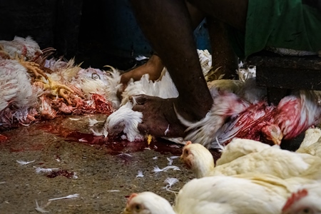 Slaughter workers killing chickens by cutting their throats with knives, at the chicken meat market inside New Market, Kolkata, India, 2022