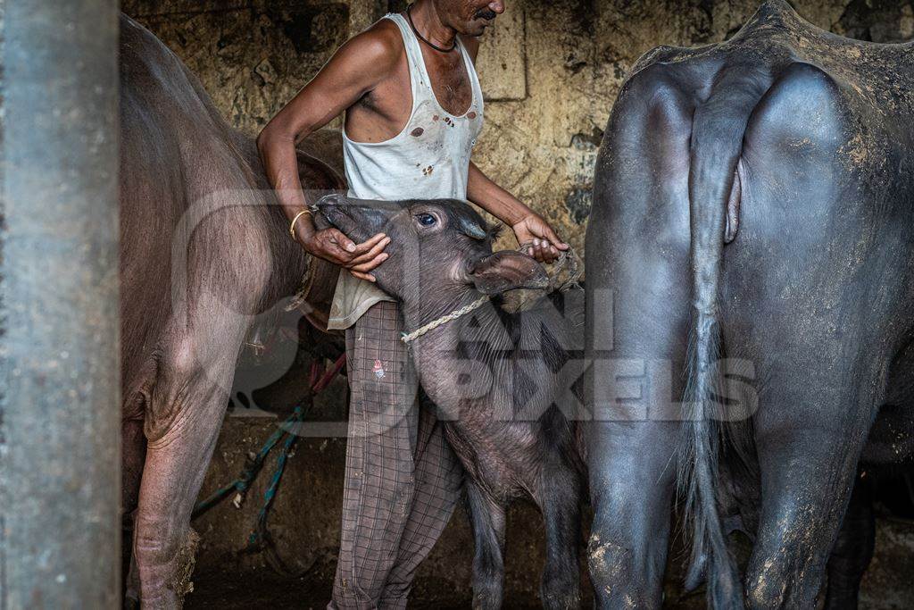 Indian buffalo calf being removed from her mother by worker at urban Indian buffalo dairy farm or tabela, Pune, Maharashtra, India, 2021