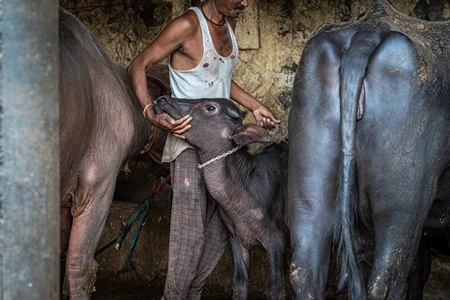 Indian buffalo calf being removed from her mother by worker at urban Indian buffalo dairy farm or tabela, Pune, Maharashtra, India, 2021