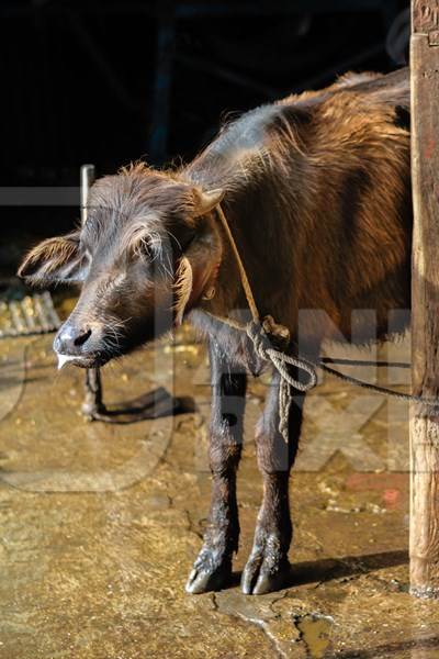 Sick looking buffalo calf tied up in an urban dairy in Maharashtra