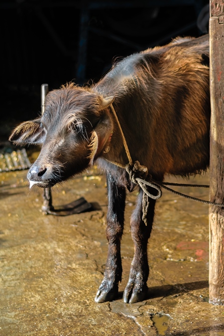 Sick looking buffalo calf tied up in an urban dairy in Maharashtra