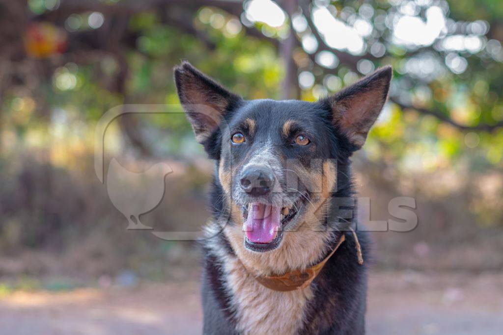 Photo of Indian street or stray dog with notched ear showing dog is neutered or spayed on road in Goa in India