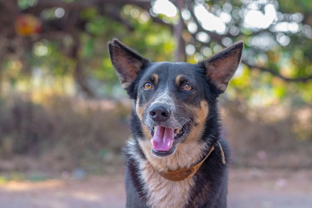 Photo of Indian street or stray dog with notched ear showing dog is neutered or spayed on road in Goa in India