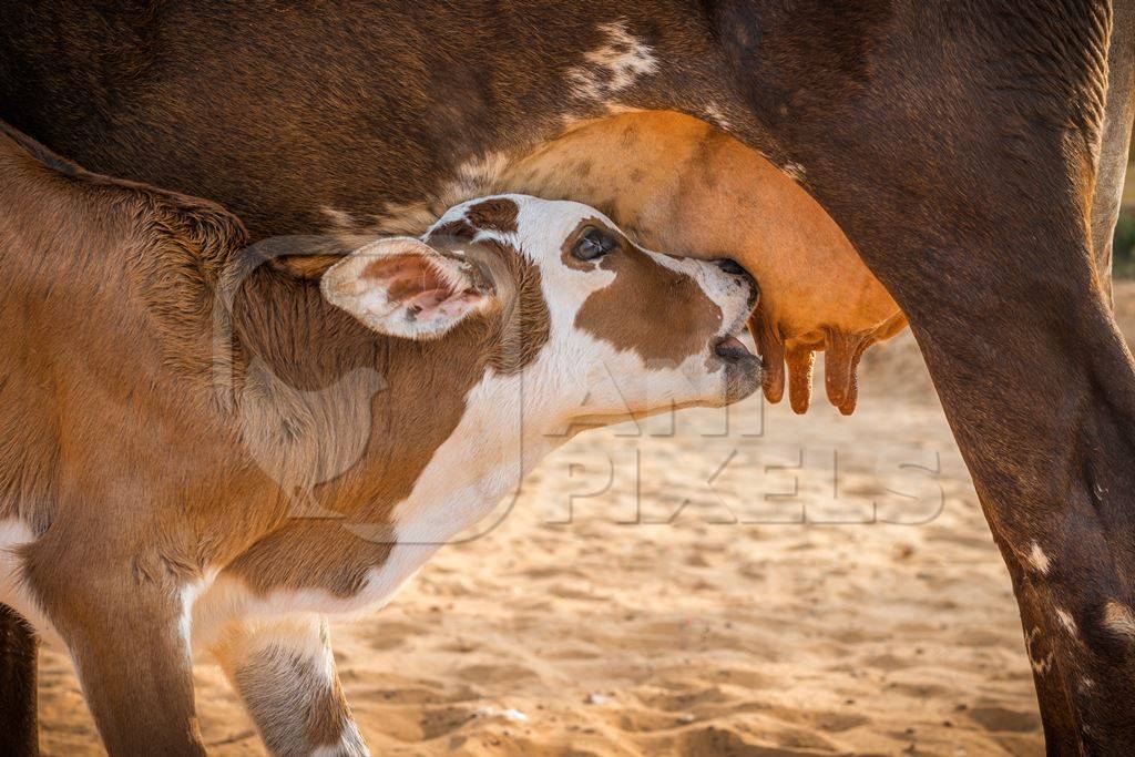 Baby calf suckling milk from mother street cow on beach in Goa in India