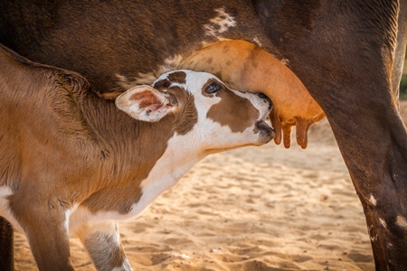 Baby calf suckling milk from mother street cow on beach in Goa in India