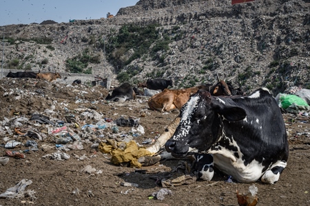 Indian dairy cows sitting in front of Ghazipur landfill, Delhi, India, 2022