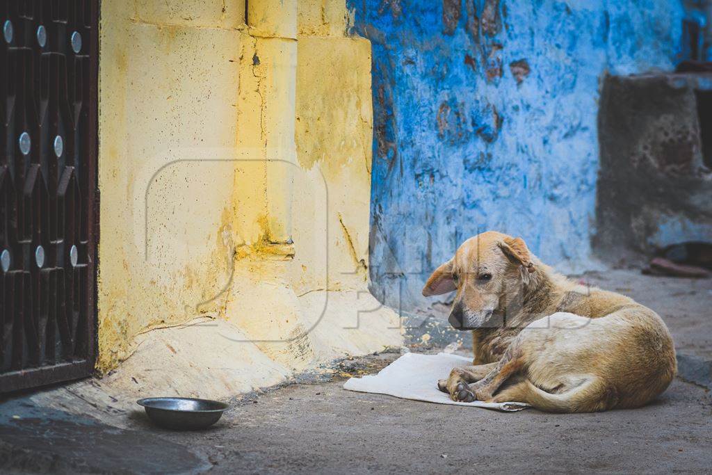 Indian street dog sitting on mat with bowl and blue and yellow wall background in the urban city of Jodhpur, Rajasthan, India, 2022