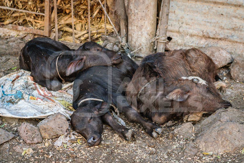 Small buffalo calves lying in a heap in an urban dairy in a city