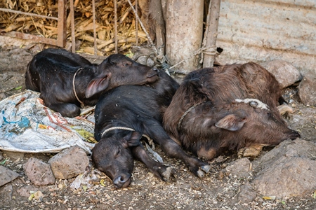 Small buffalo calves lying in a heap in an urban dairy in a city