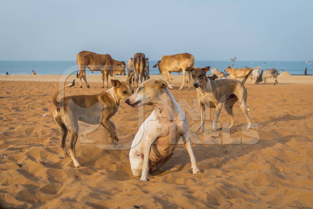 Stray street dogs and puppies playing on beach in Goa