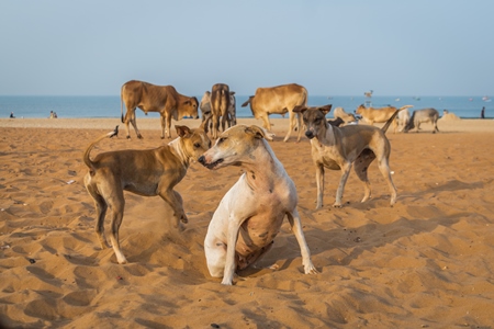 Stray street dogs and puppies playing on beach in Goa